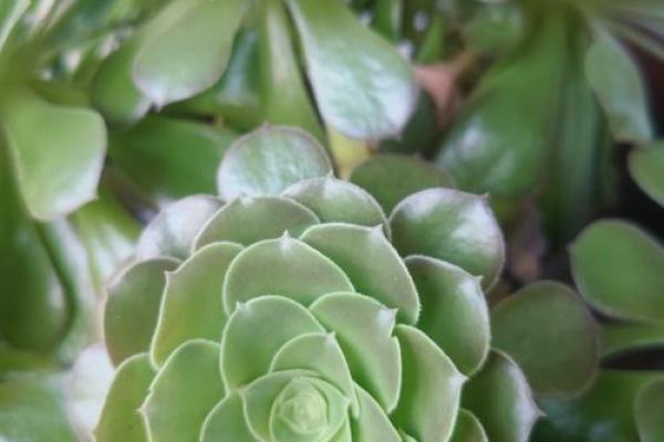如何通过选择助水植物来改善命理缺水问题？