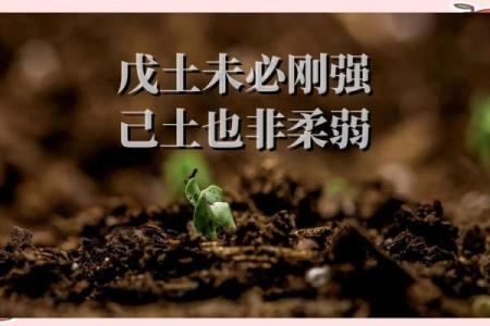 沙中土命的特质与调和之道：探寻土元素的力量