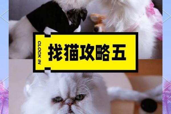 揭秘女性属猫的命理特点与命运发展