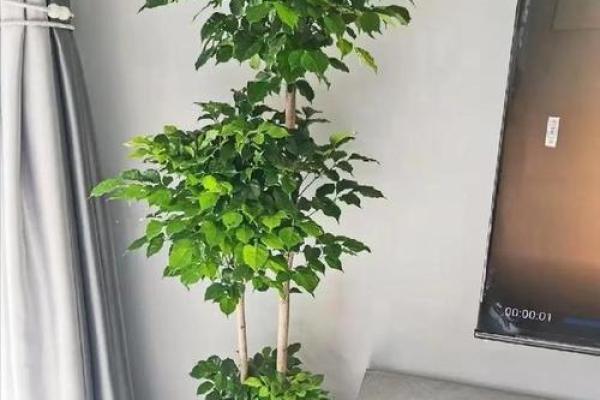 土命家庭适合养什么植物，让家中生机勃勃！