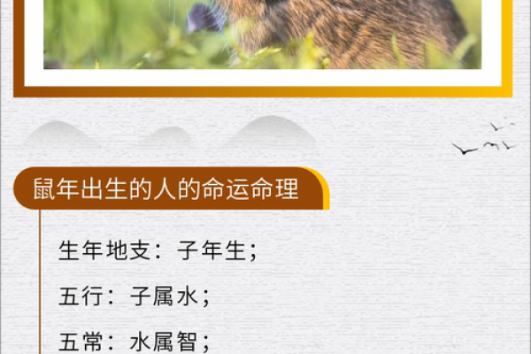 探秘鼠年2019：命理解读与生活建议