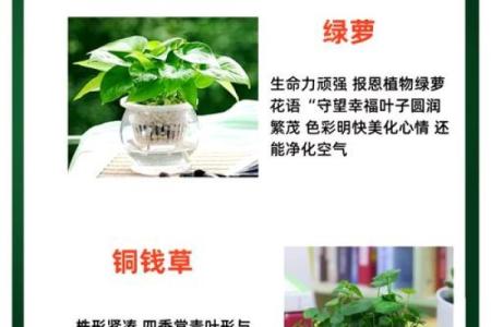 火命人适合花瓶的最佳摆放位置，提升运势与生活品质！
