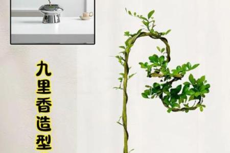 土命家庭适合养什么植物，让家中生机勃勃！