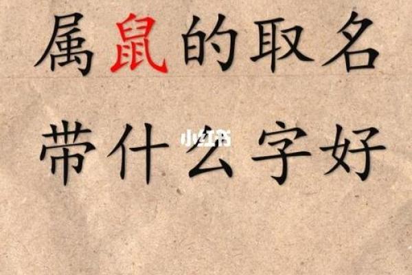 20年鼠宝宝命理解析：优缺点与人生道路的选择