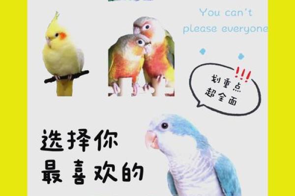 什么命格的人适合养鹦鹉？探索适合宠物养护的星座与命理