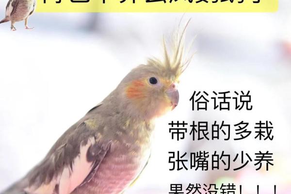 什么命格的人适合养鹦鹉？探索适合宠物养护的星座与命理