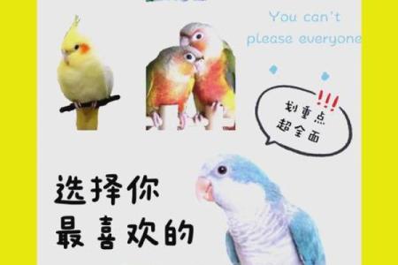 什么命格的人适合养鹦鹉？探索适合宠物养护的星座与命理