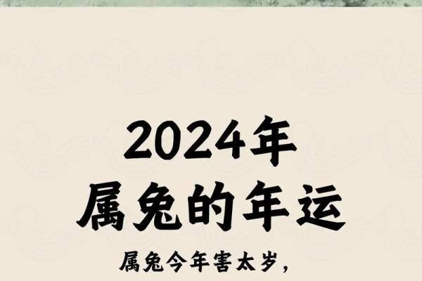 迎兔年，兔子带来的生肖运势与生活启示