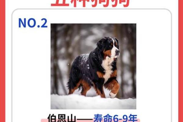 2005年属狗人的命运解析：智慧与忠诚的结合之路