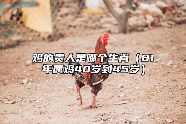 鸡年生人的命运与性格特征探讨