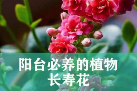 土命之人为何不宜养花，揭示土命与植物的奇妙关系