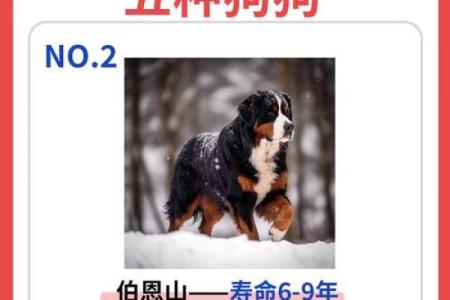 2005年属狗人的命运解析：智慧与忠诚的结合之路