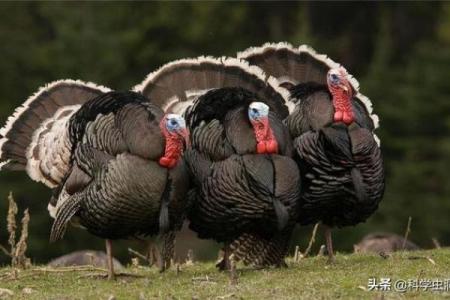 2017年火鸡命运揭秘：运势、性格与人生道路的探索