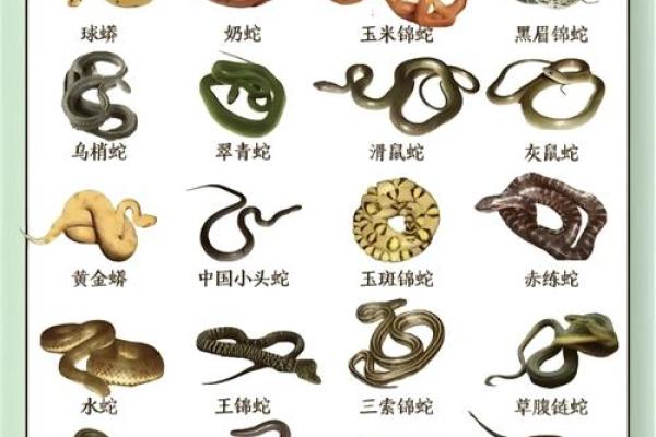 蛇的命与命运：探索蛇与命理的奥秘和智慧