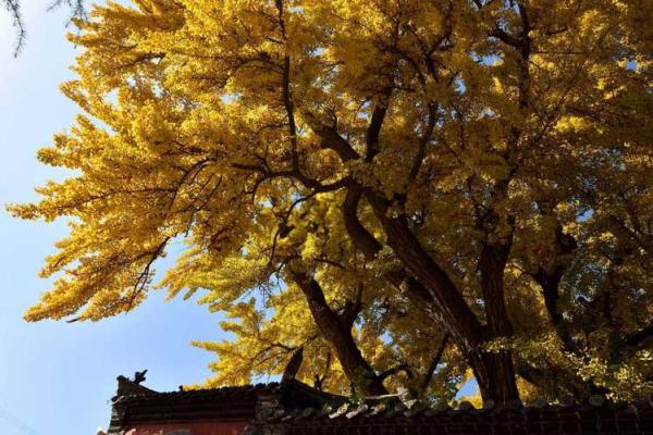 探寻童子命的奥秘：从命理看人生风景