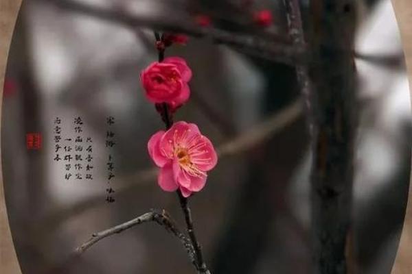 揭秘双K梅花命：神秘命理与人生启示