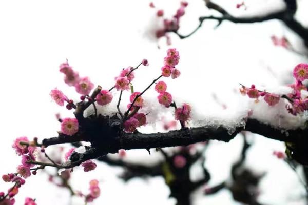 揭秘双K梅花命：神秘命理与人生启示