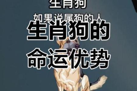 探秘51岁属狗人的命运：金属性格与生活智慧