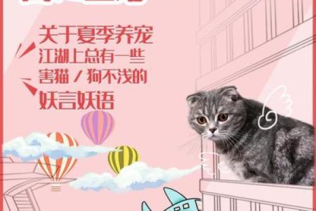 探秘猫的九条命：每一命的深刻寓意与启示