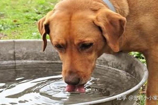 缺水命的人适合养什么动物？解读自然与和谐生活的完美结合