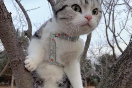 喜欢猫的人命好？探究猫咪爱好者的命运之谜！