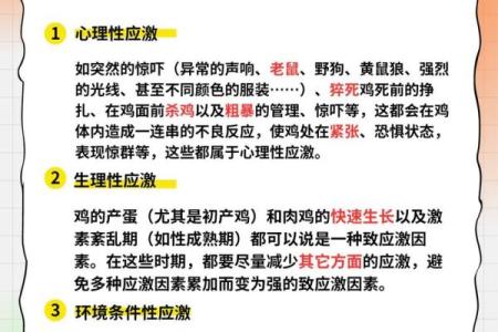 鸡为何不能拼命搏斗？探寻背后的深层原因与意义