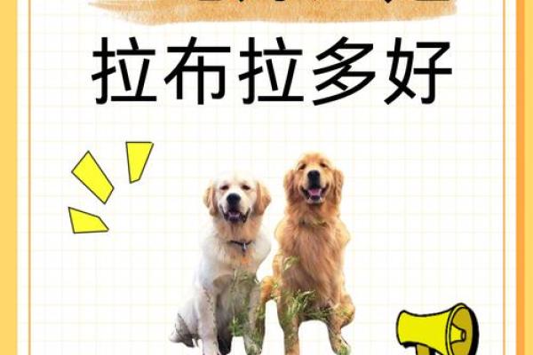 1994年属狗女生的命运与性格分析：优雅与智慧并存的她们