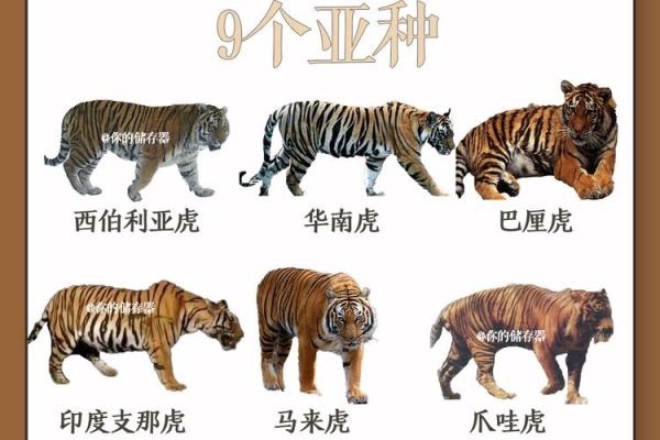 神秘的双生双命动物：自然界的奇妙现象