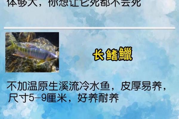适合大林木命的鱼种推荐与养殖技巧