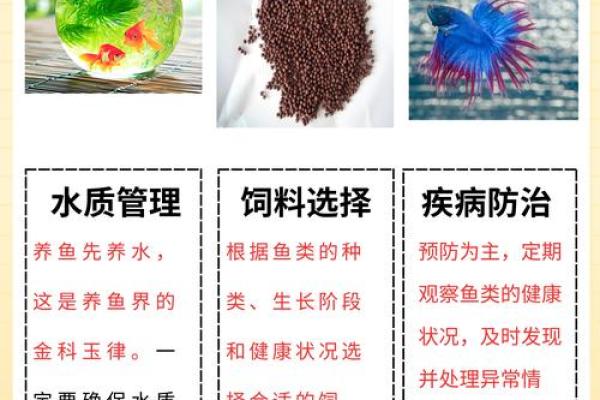 山头火命者最佳养鱼颜色推荐，增旺运势与心情！
