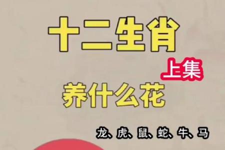 生肖与红花：如何选择适合你的幸运色彩