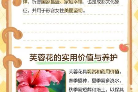 探秘芙蓉命：生命中的美丽花语与深刻寓意