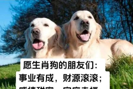 2021年属狗的人命运解读：智能与忠诚的完美结合