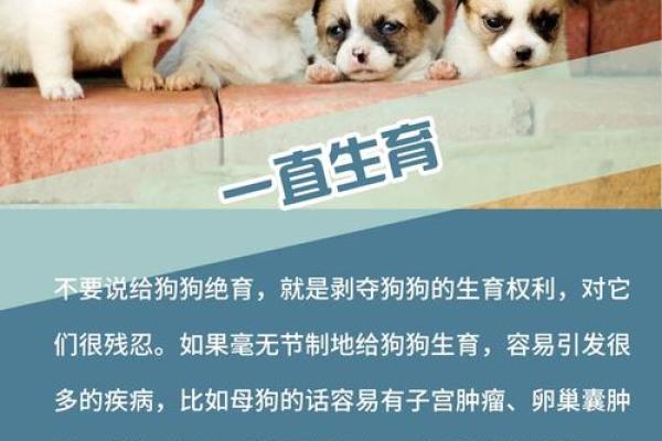 2024年狗年出生的宝宝命运揭秘，探寻吉祥与幸福的秘密！
