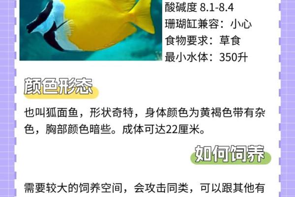 海中金命者与最佳鱼类搭配的深度探讨