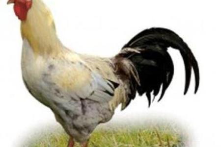 94年属鸡男士：命运与个性的深度探讨