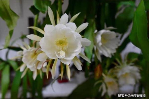 火牛之命如何佩戴才能增添运势与魅力？