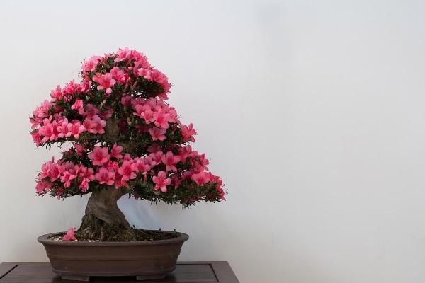适合土命之人的盆景选择与养护技巧