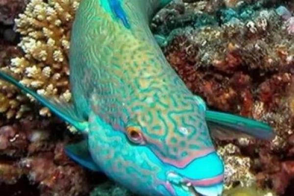 探索神秘海底世界：奇妙的海洋生物与生态系统