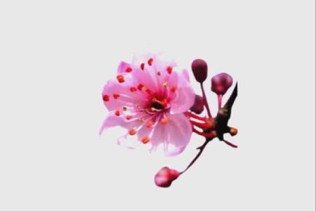 女命遍野桃花，爱情春风化雨的隐秘象征