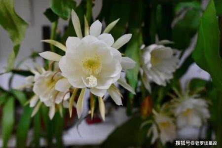 火牛之命如何佩戴才能增添运势与魅力？