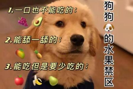 怕狗狗的人是什么命？揭开心理和命运的迷雾