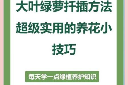 大林木命养殖花卉指南：为您带来绿意与运势的完美结合