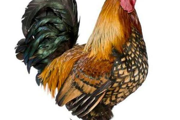七十五属鸡人：走向成功与幸福的命运之路