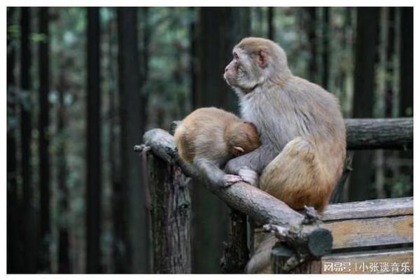 猴子后腿长是什么命？深度解析猴子的生存智慧与秘事