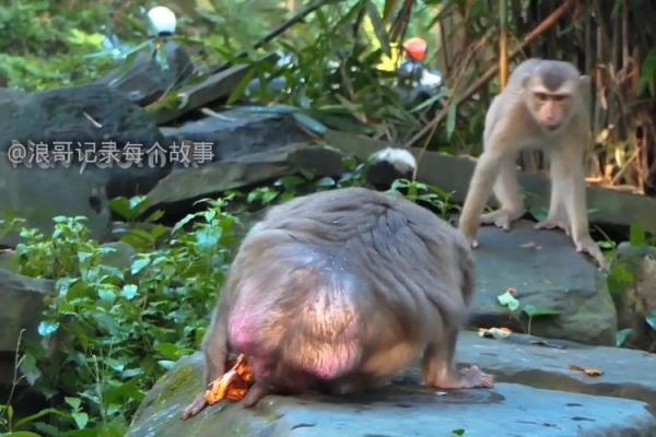 猴子后腿长是什么命？深度解析猴子的生存智慧与秘事