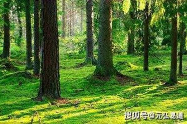 探索2003226出生者的命运与性格特征