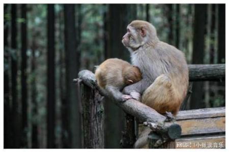猴子后腿长是什么命？深度解析猴子的生存智慧与秘事