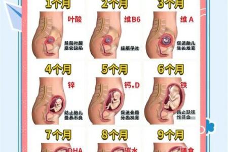 2023年怀孕宝宝的命运分析：属相与生命轨迹的奥秘