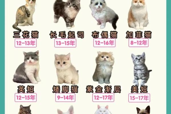 猫咪九命的奥秘：为何猫咪如此神秘与长寿？